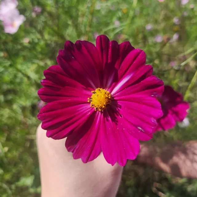 누리달