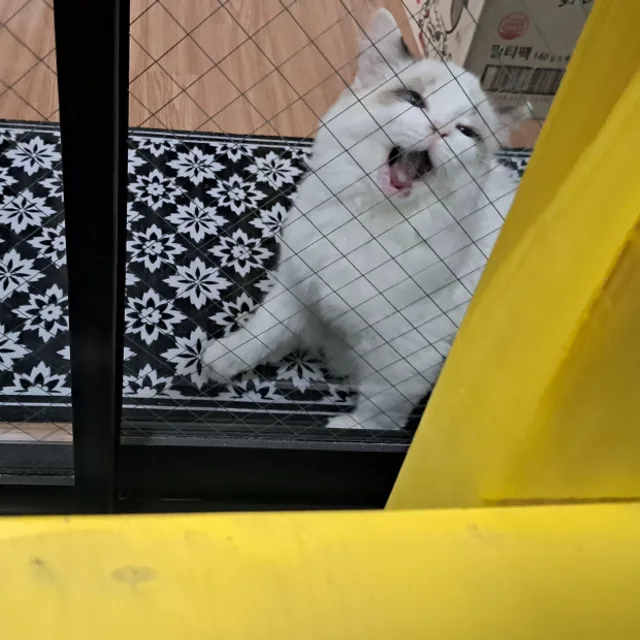 멜란지