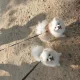 두부설이