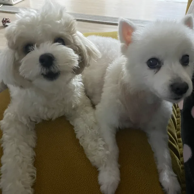 행복하자