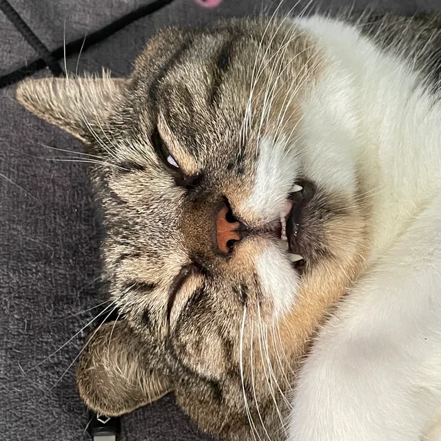 코니