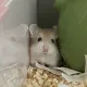 뽀또