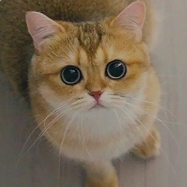 곰냥이