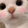 티아모