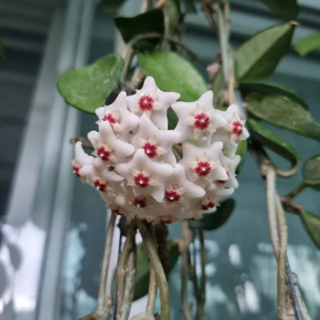 꽃보다나