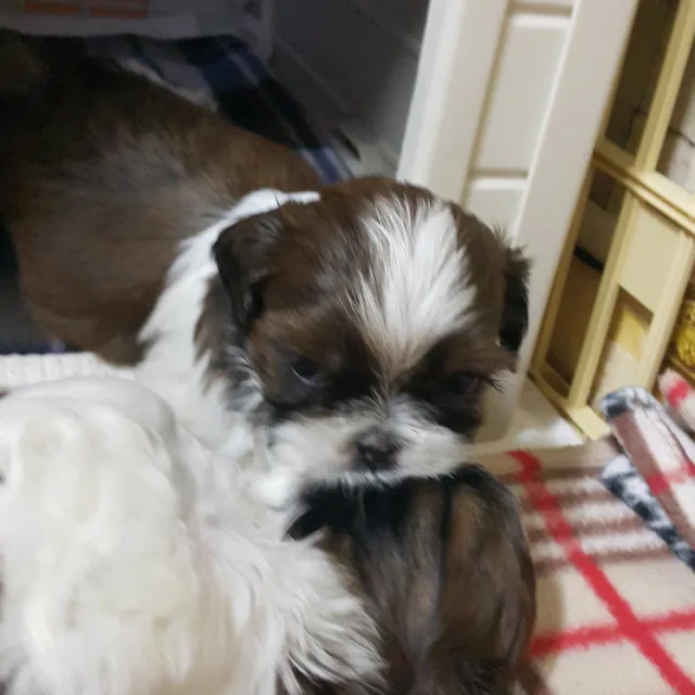 캐롯
