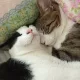 도리봉봉