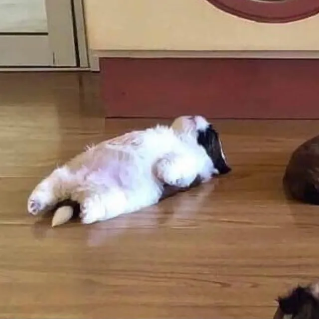 댕굴