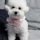 당근쪼아