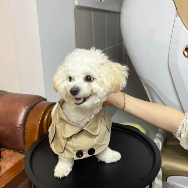 방울이
