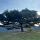 pinetree