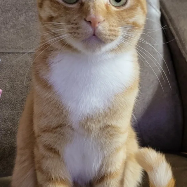 다복이