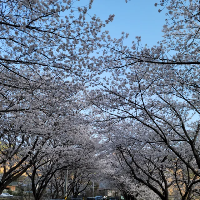 자당