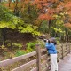 꽃기린