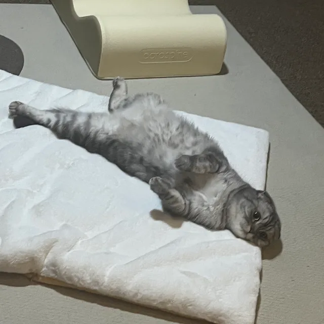 안지