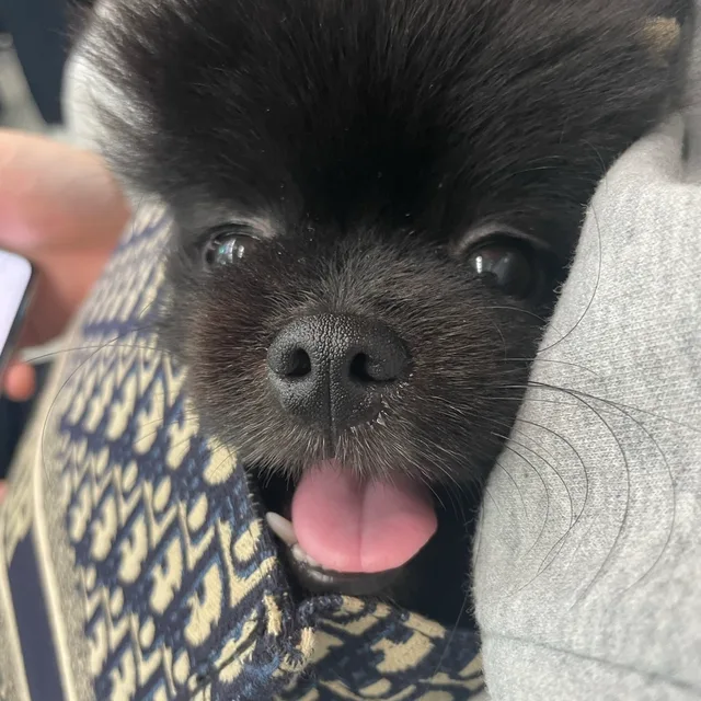 대콩