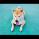 오토