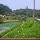 해바라기