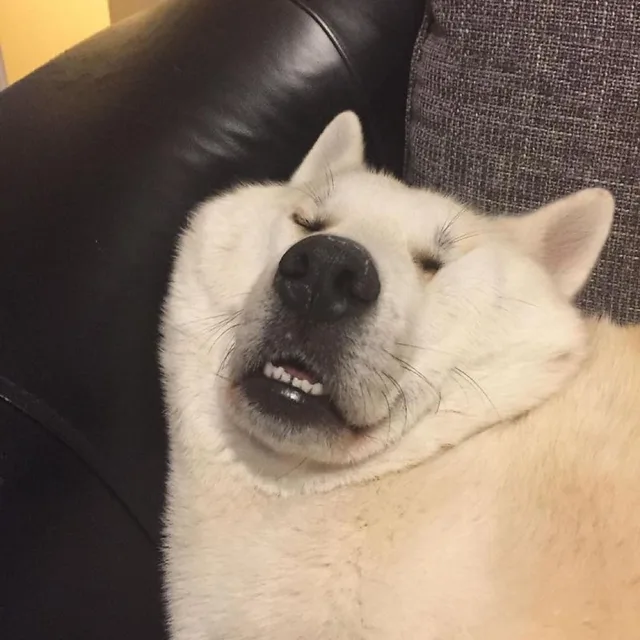 당근바니