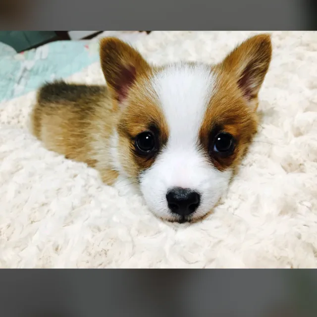 다중이