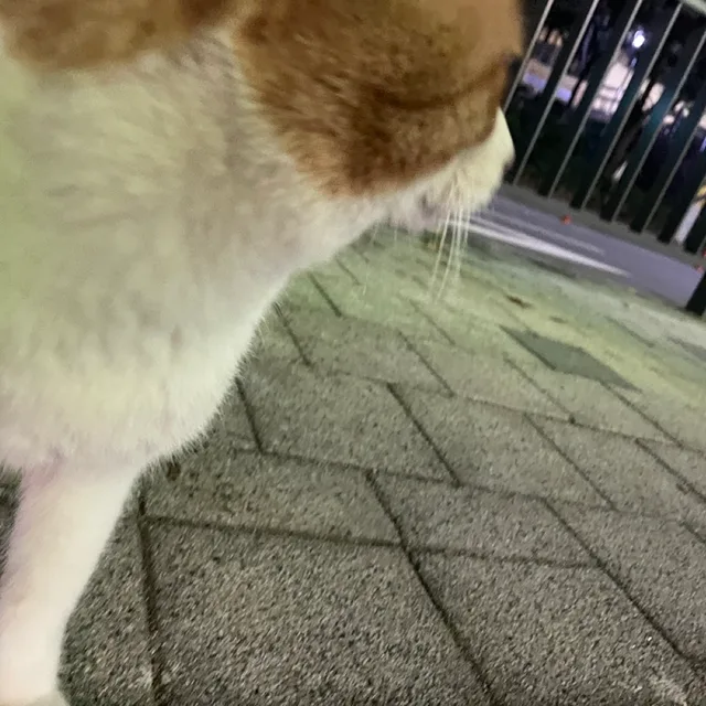 사주세효