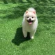 상어가공룡이