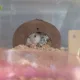 이오야
