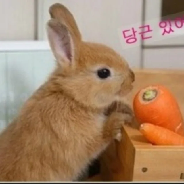 다둥이네