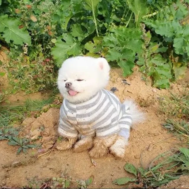 당근콩