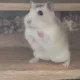 김땝땝