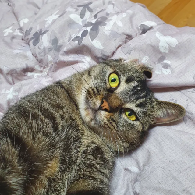 알콩
