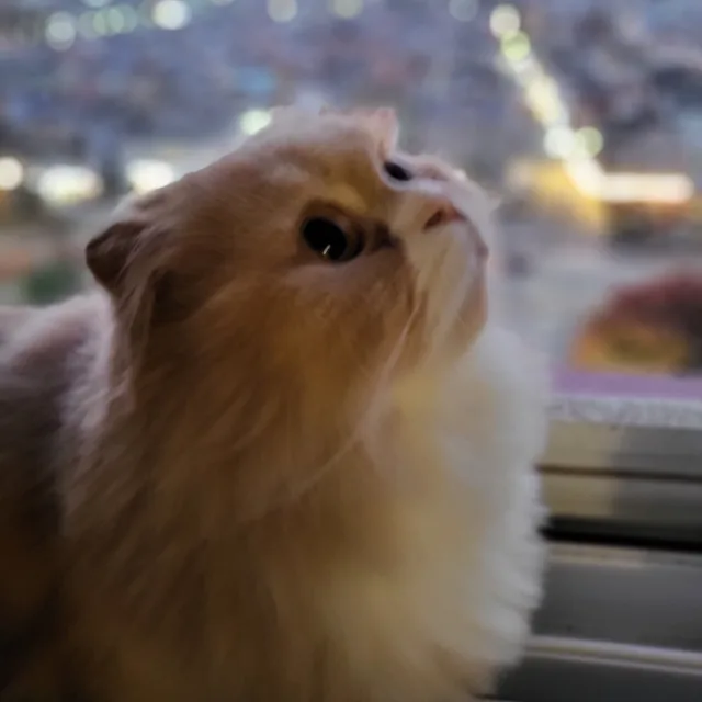 킨더봉이