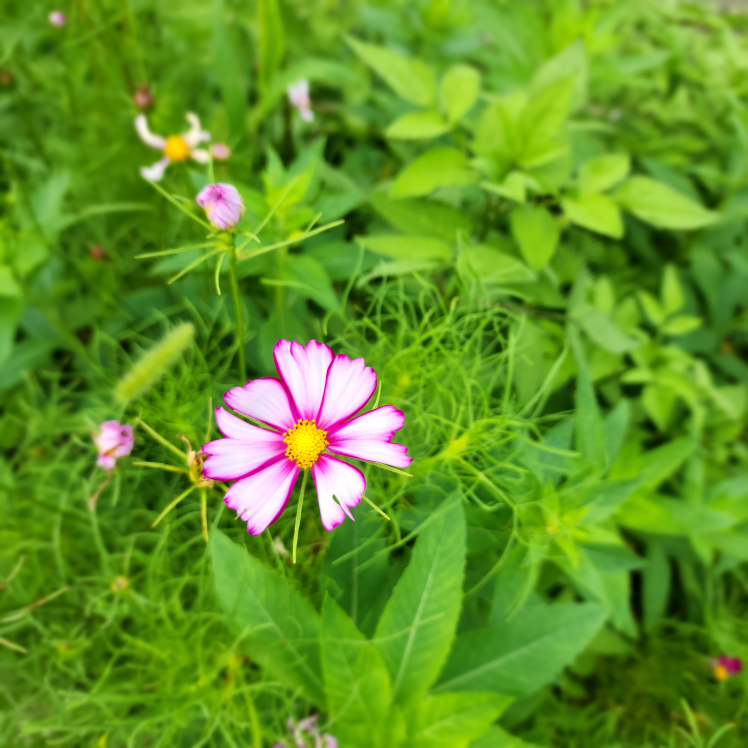 사묘사색