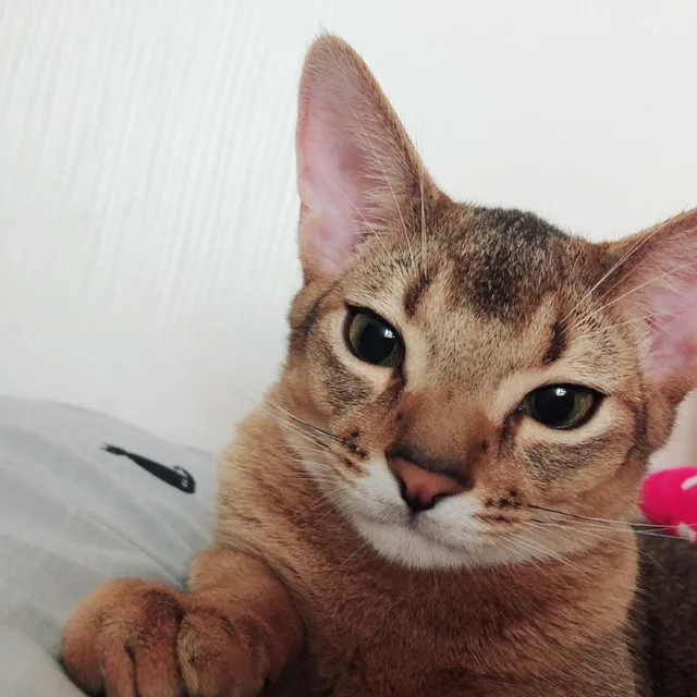 랏쏘