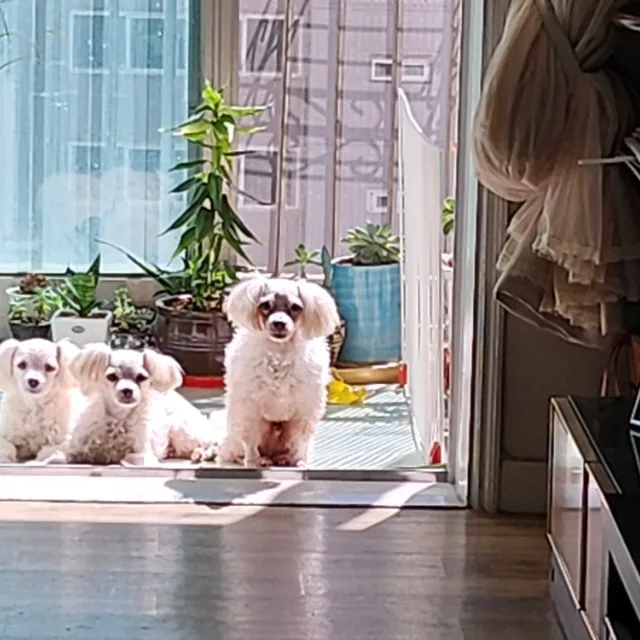 하비하치맘