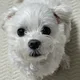 히니