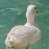 오리