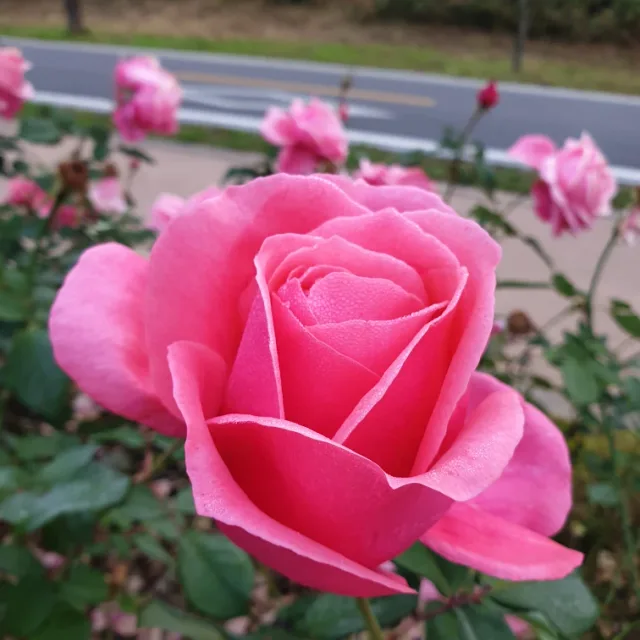 쥬시크