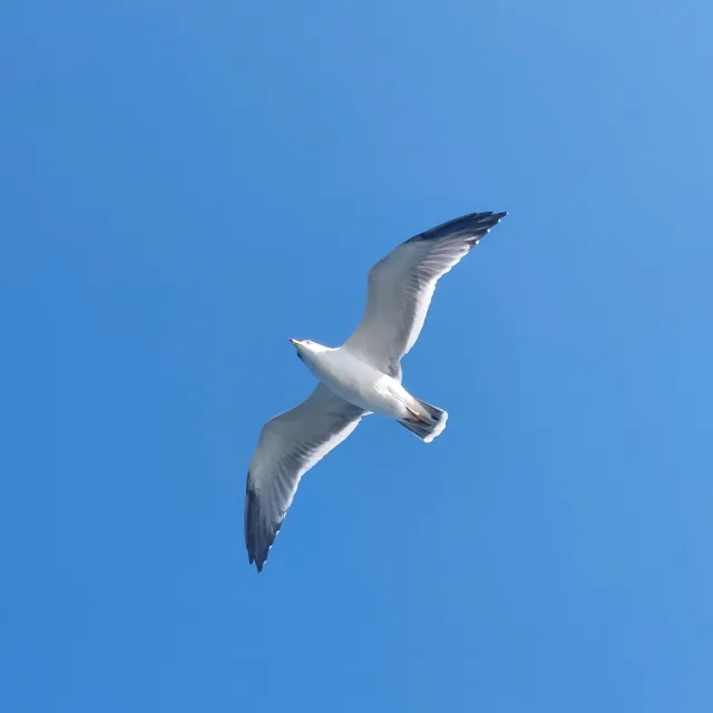 사사