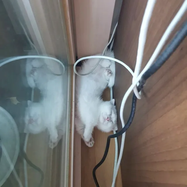 제제오