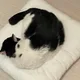 순돌
