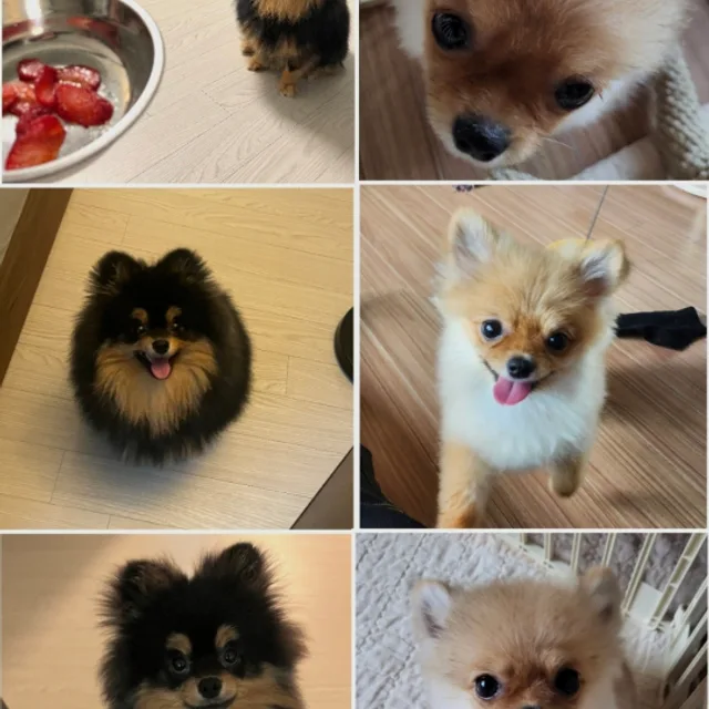 개빡치네