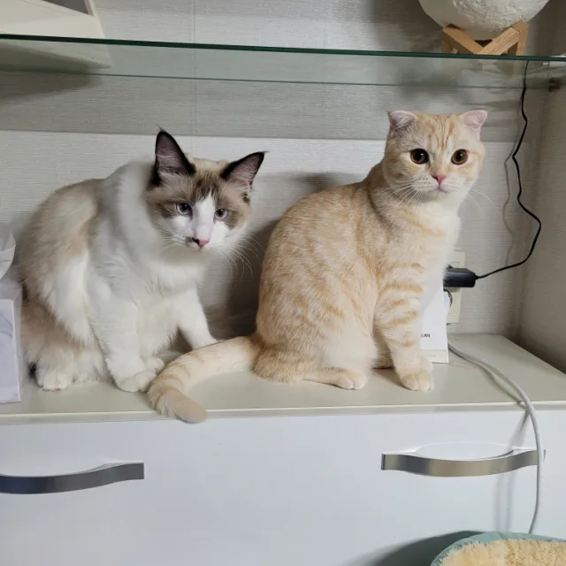 횻횻