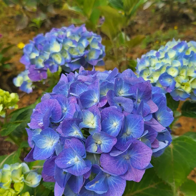 고운이