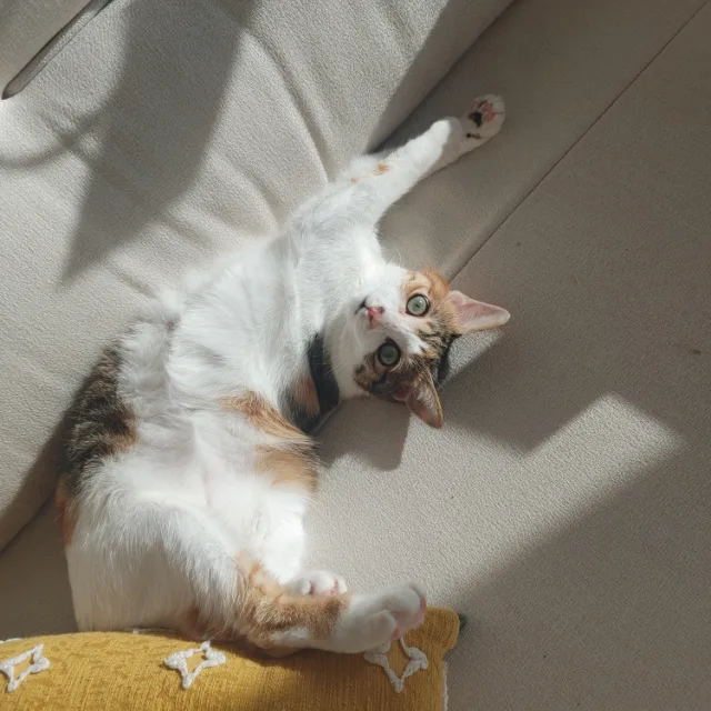 해낭이