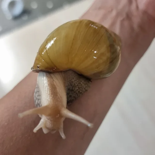 피유