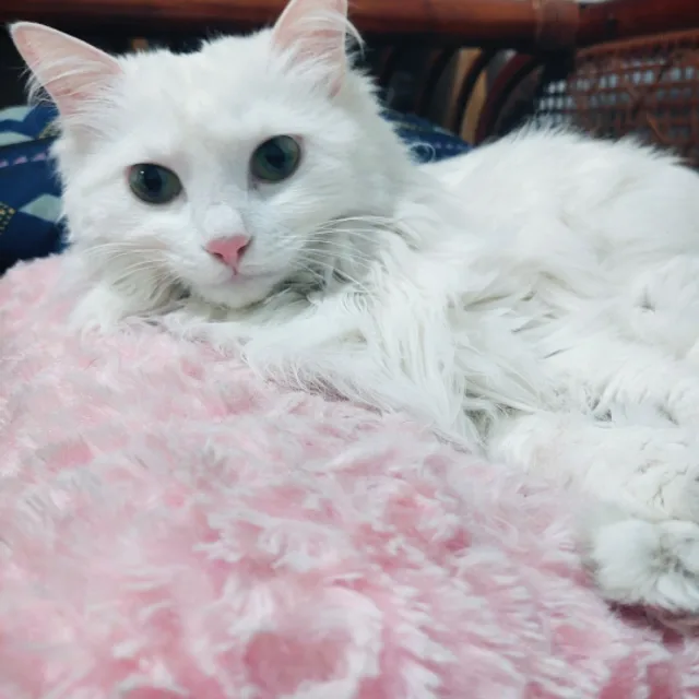 매불이