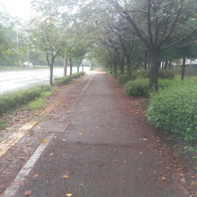 하늘상어