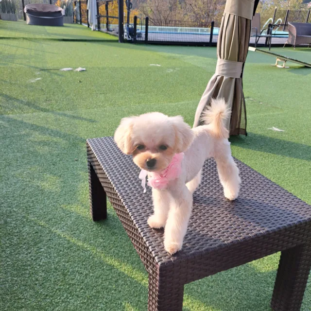 메이