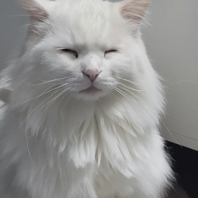 관자